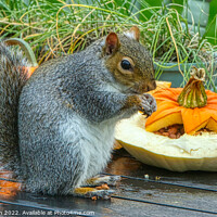 Buy canvas prints of Halloween Grey Squirrel 1 by Helkoryo Photography
