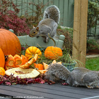 Buy canvas prints of Halloween Grey Squirrel 2 by Helkoryo Photography