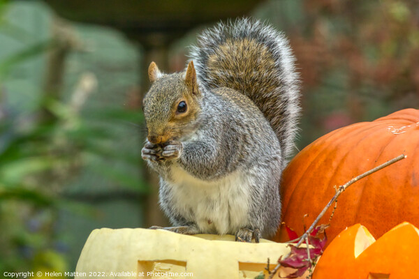 Spooky Squirrel Feast Picture Board by Helkoryo Photography