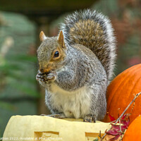 Buy canvas prints of Spooky Squirrel Feast by Helkoryo Photography