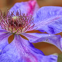 Buy canvas prints of Enchanting Lilac Clematis by Helkoryo Photography