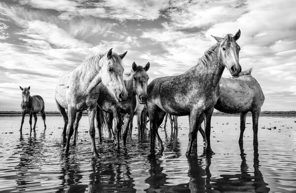 Majestic Camargue Horses Picture Board by Helkoryo Photography