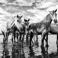 Buy canvas prints of Majestic Camargue Horses by Helkoryo Photography