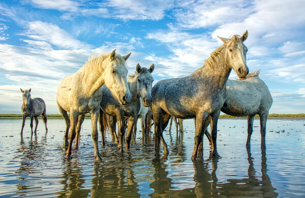 The Curious Camargue Herd Picture Board by Helkoryo Photography