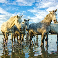 Buy canvas prints of The Curious Camargue Herd by Helkoryo Photography