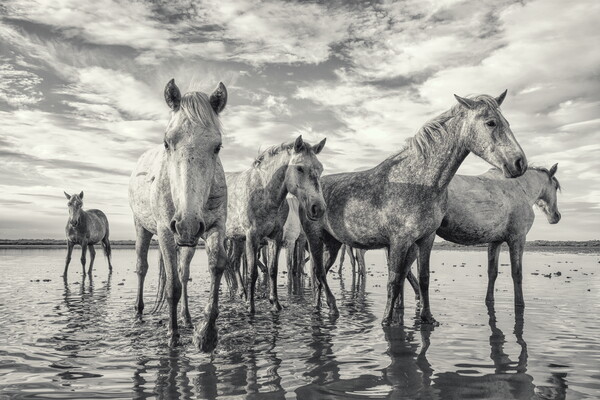 Curious Camargue Youngsters Picture Board by Helkoryo Photography