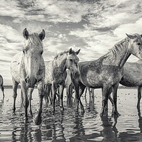 Buy canvas prints of Curious Camargue Youngsters by Helkoryo Photography