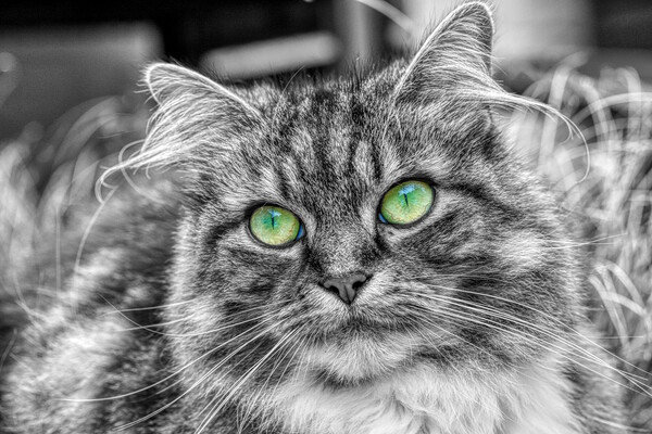 Enchanting Feline with Emerald Eyes Picture Board by Helkoryo Photography