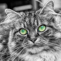 Buy canvas prints of Enchanting Feline with Emerald Eyes by Helkoryo Photography