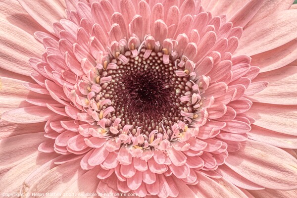 Pastel Pink Gerbera  Picture Board by Helkoryo Photography