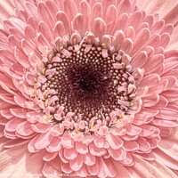 Buy canvas prints of Pastel Pink Gerbera  by Helkoryo Photography