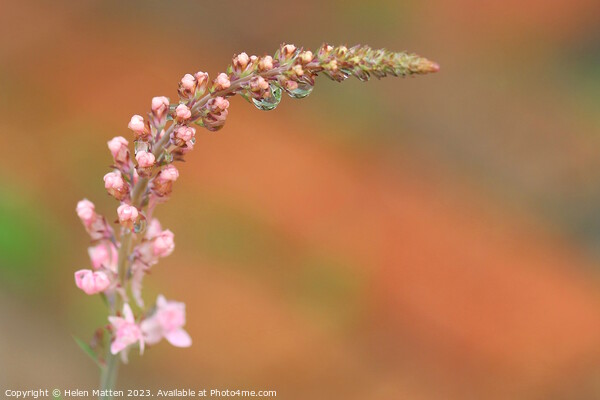 Ethereal Blossom after the rain Picture Board by Helkoryo Photography