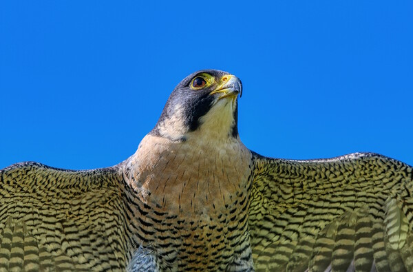 Peregrine Falcon close up 1 Picture Board by Helkoryo Photography