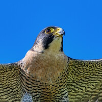 Buy canvas prints of Peregrine Falcon close up 1 by Helkoryo Photography