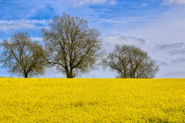 Fawsley Daventry's Golden Rapeseed Panorama Picture Board by Helkoryo Photography