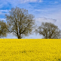 Buy canvas prints of Fawsley Daventry's Golden Rapeseed Panorama by Helkoryo Photography