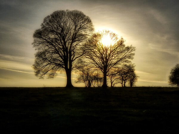 Moody Trees on Borough Hill Daventry Picture Board by Helkoryo Photography