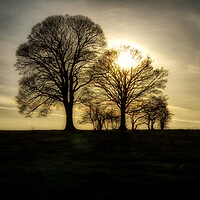 Buy canvas prints of Moody Trees on Borough Hill Daventry by Helkoryo Photography