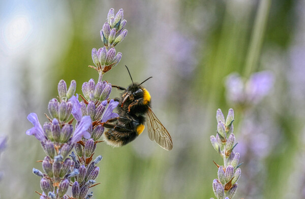 Bumblebee on the Lavender Picture Board by Helkoryo Photography