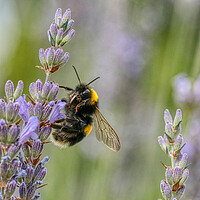 Buy canvas prints of Bumblebee on the Lavender by Helkoryo Photography
