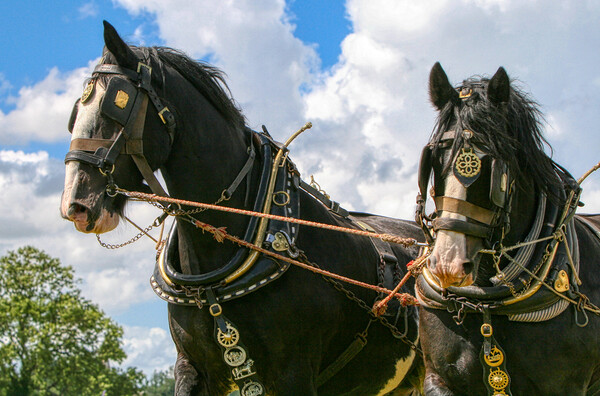 Shire Horses working together Picture Board by Helkoryo Photography