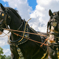 Buy canvas prints of Shire Horses working together by Helkoryo Photography