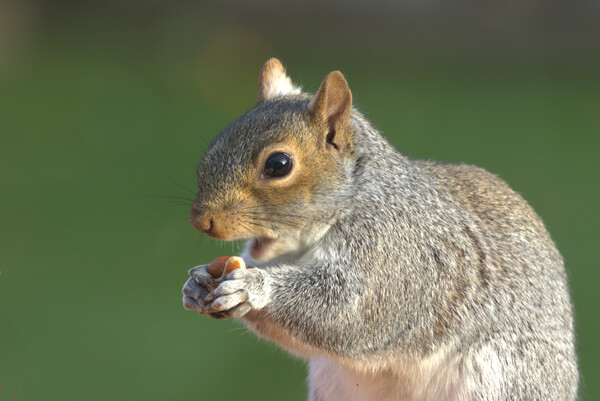 A close up of a squirrel eating peanuts Picture Board by Helkoryo Photography