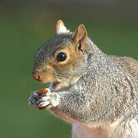 Buy canvas prints of A close up of a squirrel eating peanuts by Helkoryo Photography