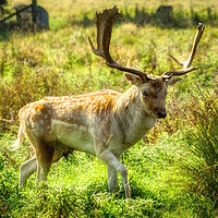 Buy canvas prints of Dreamy Deer Stag by Helkoryo Photography