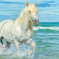 Buy canvas prints of Trotting in the sea by Helkoryo Photography
