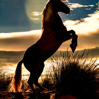 Buy canvas prints of Stallion rearing silhouette by Helkoryo Photography