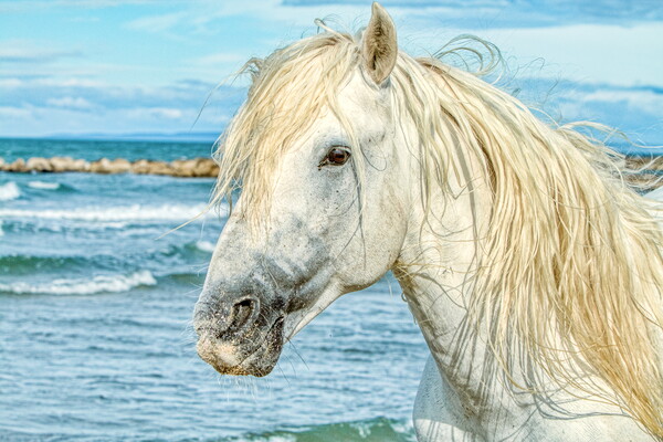 Camargue Stallion Portrait 2 Picture Board by Helkoryo Photography