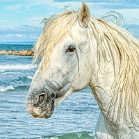 Buy canvas prints of Camargue Stallion Portrait 2 by Helkoryo Photography
