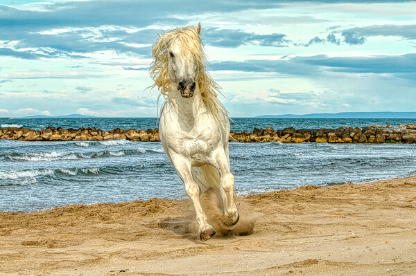 White stallion head on cantering on the beach Picture Board by Helkoryo Photography