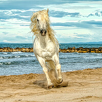 Buy canvas prints of White stallion head on cantering on the beach by Helkoryo Photography