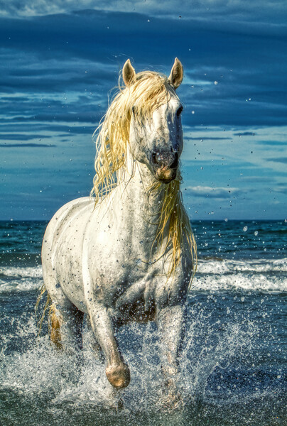 A white stallion stood in the sea with splashes Picture Board by Helkoryo Photography