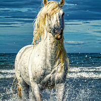 Buy canvas prints of A white stallion stood in the sea with splashes by Helkoryo Photography