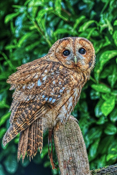 Tawny Owl 2 Picture Board by Helkoryo Photography