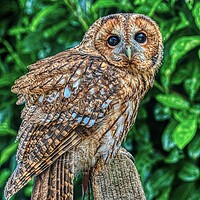 Buy canvas prints of Tawny Owl 2 by Helkoryo Photography