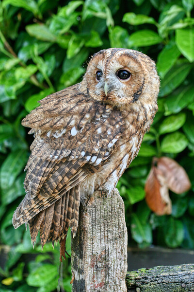 Tawny Owl 1 Picture Board by Helkoryo Photography