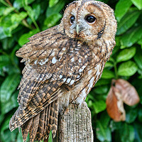 Buy canvas prints of Tawny Owl 1 by Helkoryo Photography