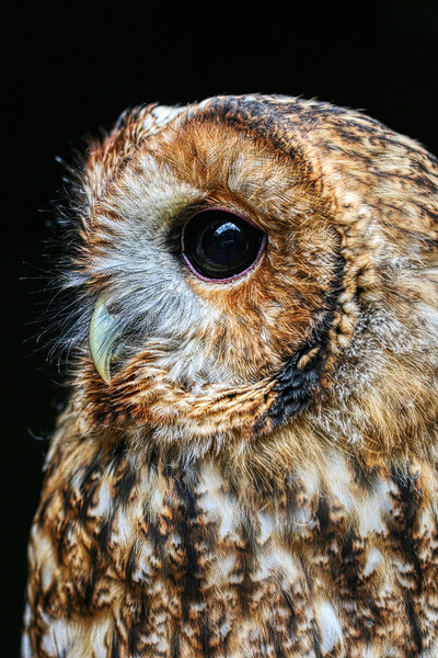 Tawny Owl 4 Picture Board by Helkoryo Photography