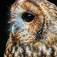 Buy canvas prints of Tawny Owl 4 by Helkoryo Photography
