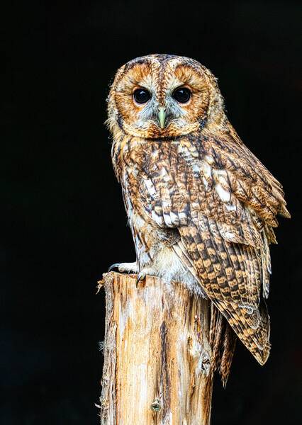 Tawny owl 5 Picture Board by Helkoryo Photography