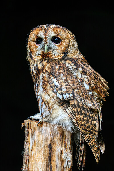 Tawny Owl 6 Picture Board by Helkoryo Photography