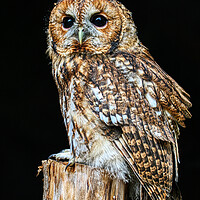 Buy canvas prints of Tawny Owl 6 by Helkoryo Photography