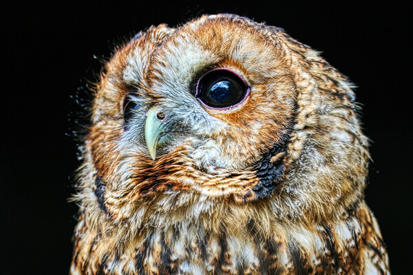 Tawny owl 7 Picture Board by Helkoryo Photography