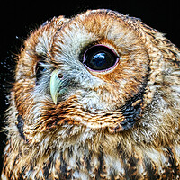 Buy canvas prints of Tawny owl 7 by Helkoryo Photography