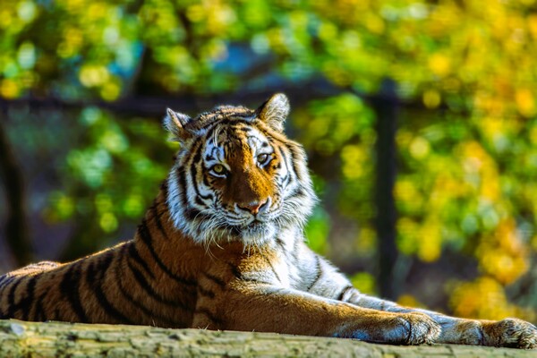 Siberian Tiger resting on a log 1 Picture Board by Helkoryo Photography