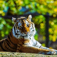 Buy canvas prints of Siberian Tiger resting on a log 1 by Helkoryo Photography